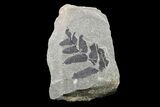 Pennsylvanian Fossil Fern (Neuropteris) Plate - Kentucky #154662-1